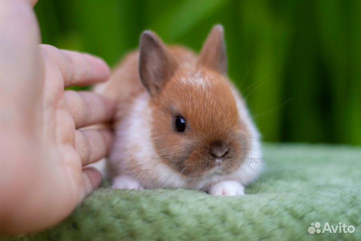 Кролик минор декоративный 200 грамм