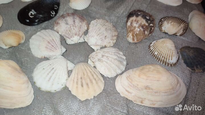 Морские ракушки