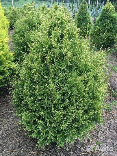 Туя Столвик