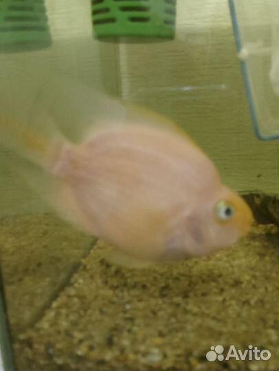 Рыба попугай