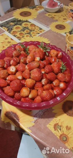 Рассада клубники, земляники