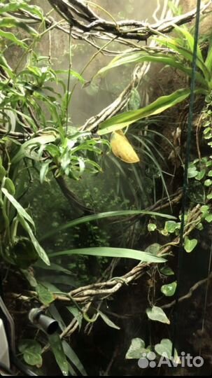 Террариум для хамелеона