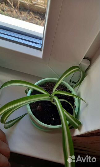 Хлорофитум Бонни кудрявый