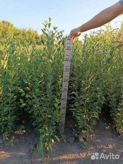 Кизильник блестящий