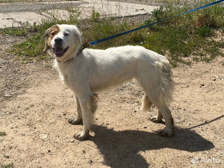 Ирландский сеттер