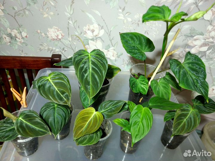 Филодендроны