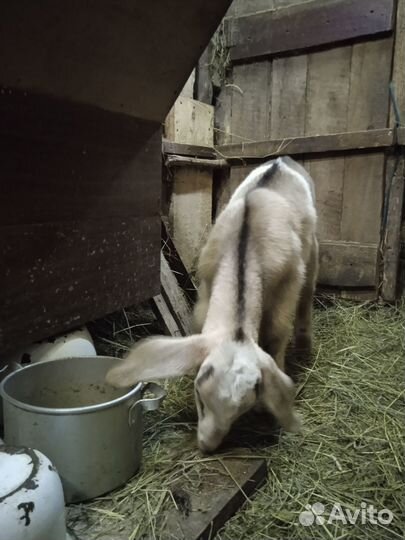 Нубийский козлик.Коза дойная