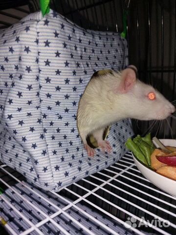 Домик - гамак / тоннель для крыс, грызунов