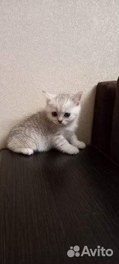 Шотландские котята серебристая шиншилла