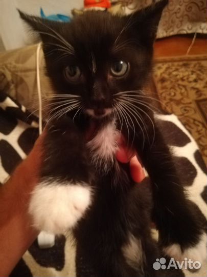 Котёнок в дар бесплатно