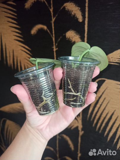 Сциндапсусы