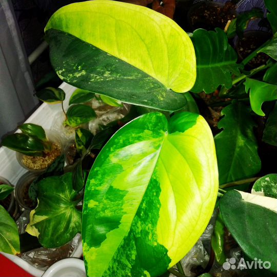 Сингониум Чиапенсе вар