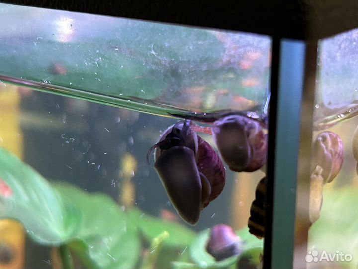 Улитки аквариумные ампулярии