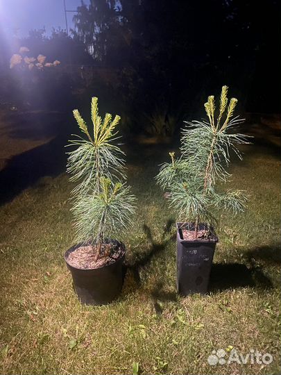 Сосна веймутова саженцы 3-5 лет