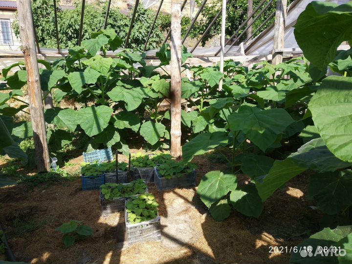 Саженцы павловния