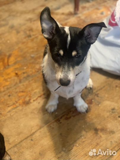 Маленькая собачка Марта