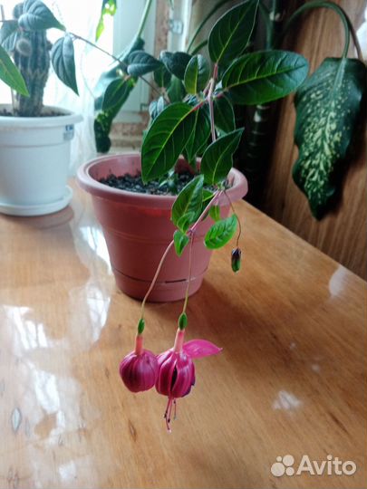 Диффенбахия