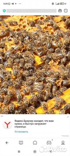 Продаю пчелосемьи