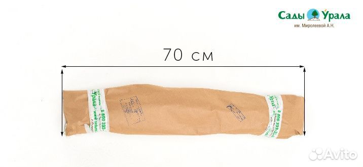 Яблоня Витязь штамбовая, саженцы окс, Сады Урала