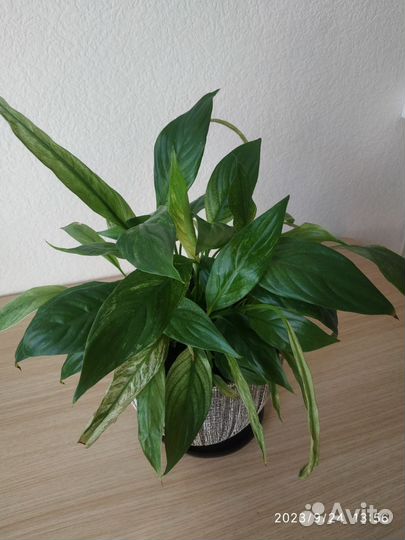 Спатифиллум City of Angel (Город ангелов)