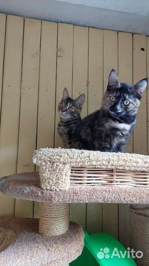 Буся и Кукуся ищут дом