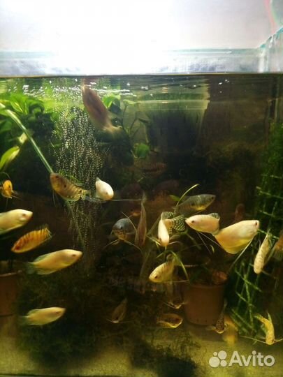 Аквариумные рыбки