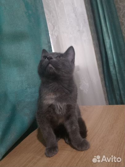 Отдам в добрые руки