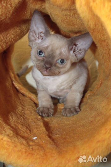 Котята девон-рекс