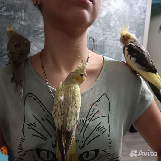 Попугай корелла птенцы