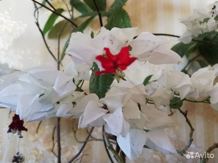 Клеродендрум томсон начало цветения