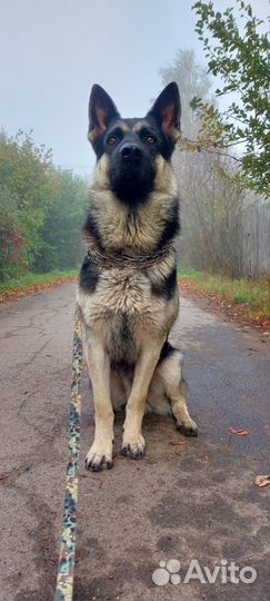 Вязка кобель вео