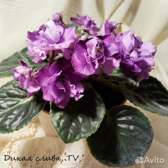 Фиалки стандарты - детки