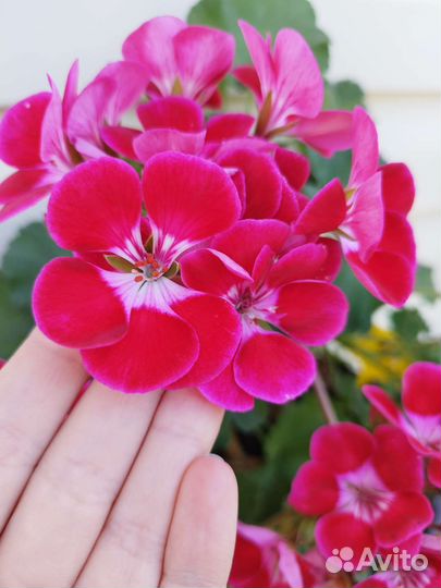 Герань пеларгония