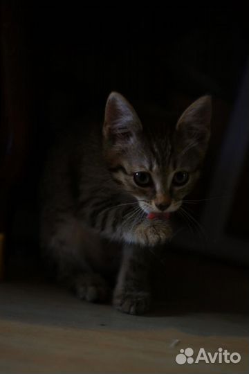 Кошечка в добрые руки