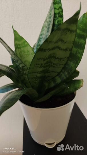 Растение Сансевиерия