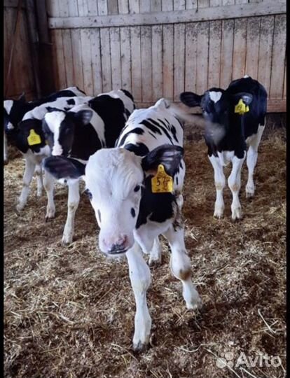 Телята бычки