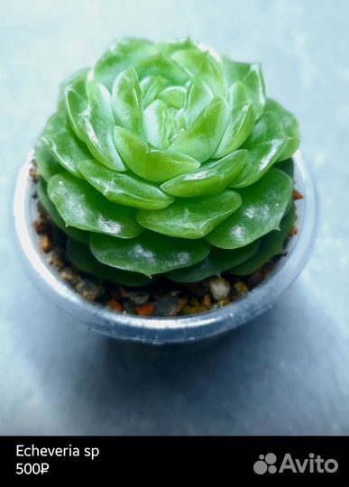 Суккуленты 3