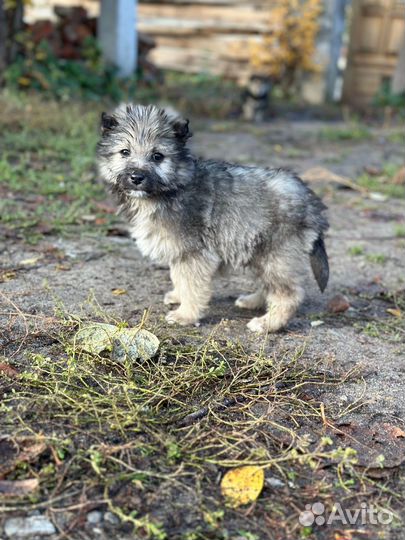 Щенки в добрые руки