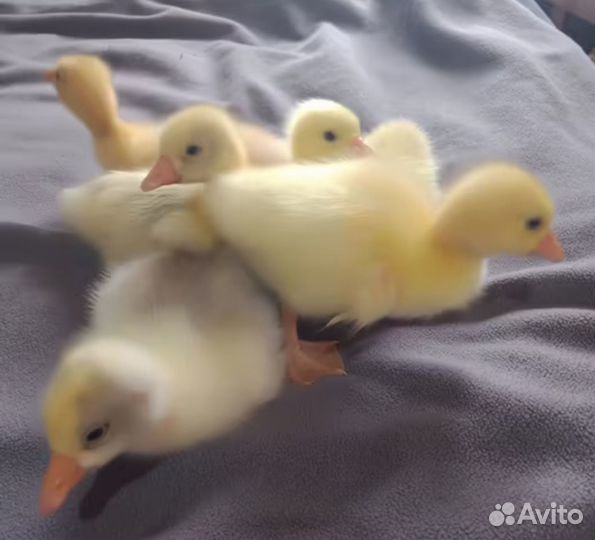 Гуси,гусята,утята,аренда,доставка