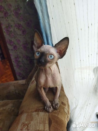 Канадский сфинкс котенок девочка