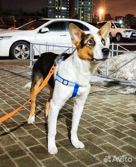 Красивый щенок подросток Барни ищет дом