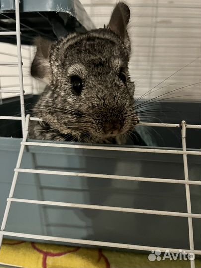 Шиншилла с клеткой