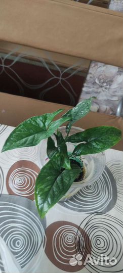 Сингониум imperial еллоу