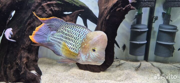 Акара бирюзовая