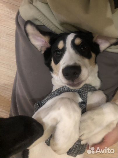 Щенок в добрые руки