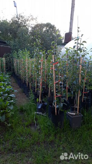 Саженцы груши, алычи; груша, алыча