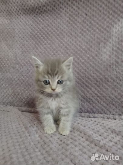 Отдам котят в добрые руки. Осталось 4 котёнка