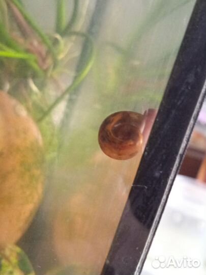 Улитки аквариумные