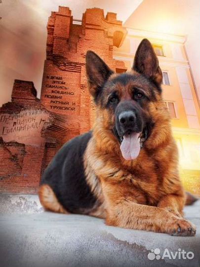 Дрессировка и обучение собак