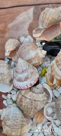 Аквариум без фильтра с наполнением ракушки